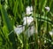 hare\'s tail cottongrass or tussock cottongrass (Eriophorum vaginatum) in wetland, blooming in spring