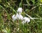 hare\'s tail cottongrass or tussock cottongrass (Eriophorum vaginatum) in wetland, blooming in spring