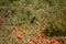 A hare sitting next to a field of poppies.