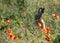 A hare sitting next to a field of poppies.