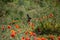 A hare sitting next to a field of poppies.