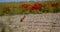 A hare sitting next to a field of poppies.