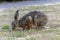 Hare sniffing grass and plants