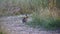 Hare standing at the edge of a field