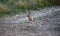 Hare standing at the edge of a field