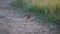 Hare standing at the edge of a field