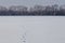 Hare tracks on clean snow field. Bare forest on snowy horizon