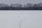 Hare tracks on clean snow field. Bare forest on snowy horizon