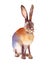 Hare Watercolor Animals Illustration Hand Painted