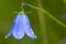 Harebell