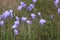 Harebell Flowers Olympic Peninsula