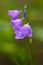 Harebell wildflowers