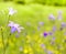 Harebell wildflowers