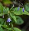 Harebell â€“ Campanula rotundufolia