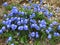 Harebells at bloom on alpine rocky ground