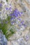 Harebells Campanula rotundifolia growing on cliff