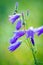 Harebells (Campanula) wild flowers