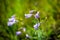 Harebells (Campanula) wild flowers