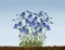 Harebells or Harebell Campanula Rotundifola wild flower meadow bell