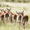 Harem of female impalas in the long grass of the Masai Mara