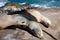 Harem of sea lion near Point La Jolla