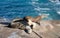 Harem of sea lion near Point La Jolla