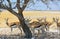 Harem of Springbok shading under a small tree in Etosha National Park