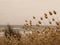 Harestail grass at the beach