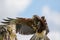 Haris hawk bird of prey landing on falconry display post.