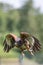Haris`s hawk Parabuteo unicinctus bird of prey at falconry dis
