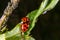 Harlequin beetles mating