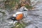 Harlequin Duck