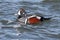 Harlequin Duck