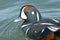 Harlequin Duck