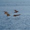 Harlequin Duck flying at seaside