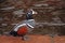 Harlequin duck on the granite embankment near the water