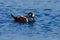 Harlequin duck, Histrionicus histrionicus, bird in sea water, blue surface. Beautiful sea birds flying above the dark blue sea wat