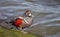 Harlequin duck, lord and ladies