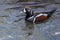 Harlequin Duck male, a small sea duck at the Barnegat Inlet, New Jersey