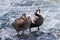 Harlequin duck pair standing by rapid