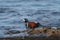 Harlequin Duck resting at seaside