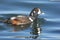 Harlequin Duck Swimming