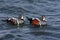 Harlequin Ducks