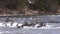 Harlequin Ducks in a Fast Moving River in Wyoming