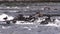 Harlequin Ducks in a Fast Moving River in Wyoming