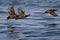 Harlequin Ducks in Flight