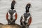 Harlequin Ducks in a fog