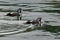 Harlequin Ducks on Green Water