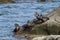 Harlequin ducks Histrionicus histrionicus flock sitting on coastal rock. Group of wild ducks in natural habitat.