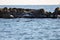 Harlequin ducks Histrionicus histrionicus flock swimming in icy cold sea water on rocky reef background. Group of wild diving du